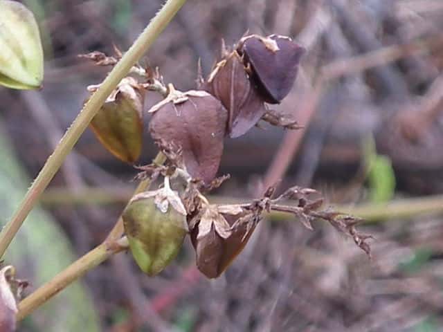 �V���N�`���\�o