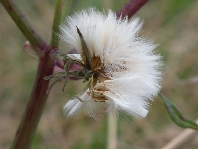 アイノゲシ果実