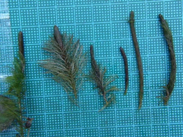 �I�O���m�t�T��