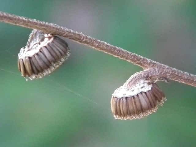 ���u�^�o�R