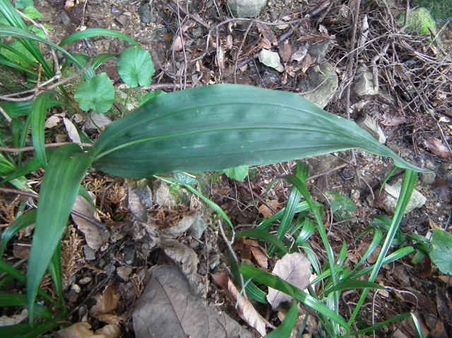 �T�C�n�C����