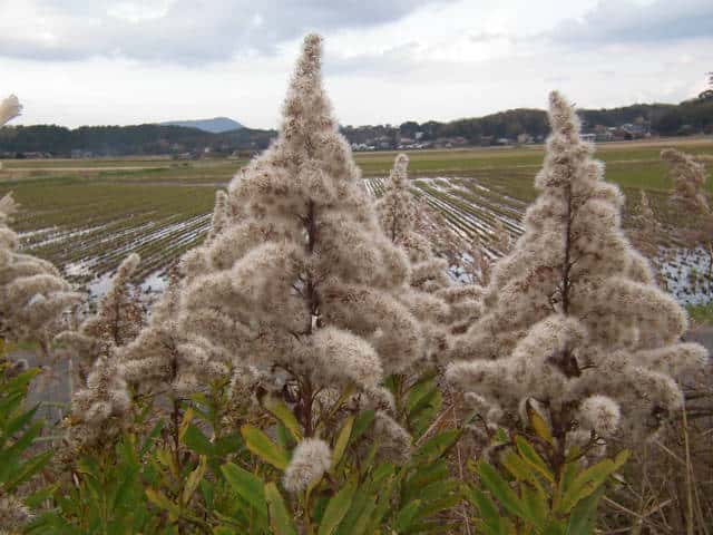 �Z�C�^�J�A���_�`�\�E