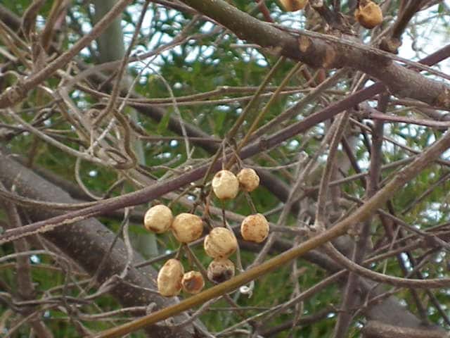 �Z���_��