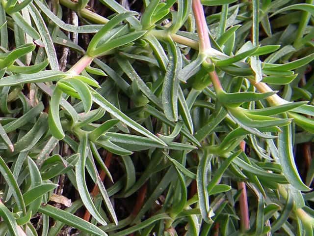 �o�N���M�N