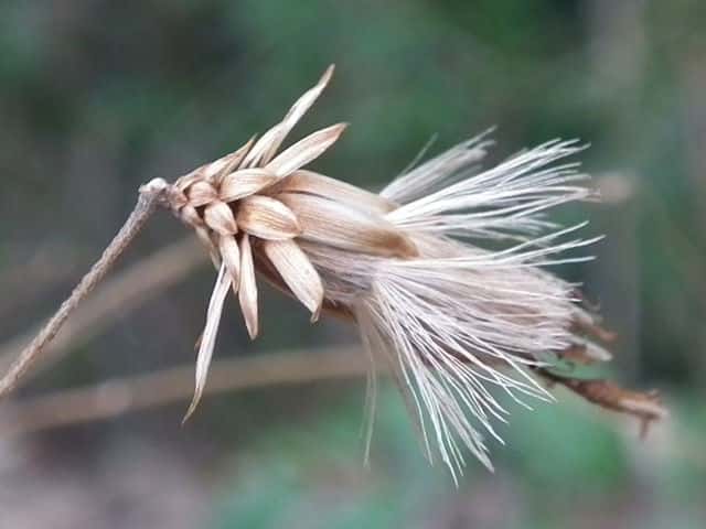 �R�E���{�E�L