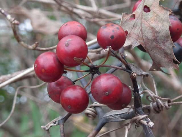 �T���g���C�o��