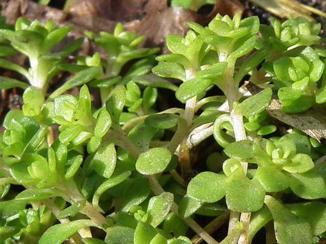 �R���`�}���l���O�T