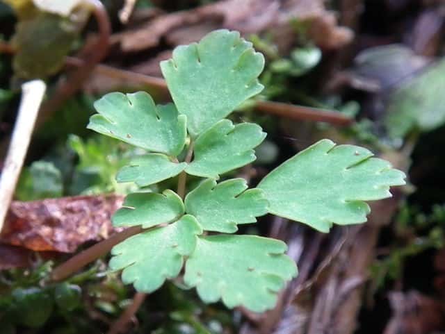 �T���C���V���J�l�\�E