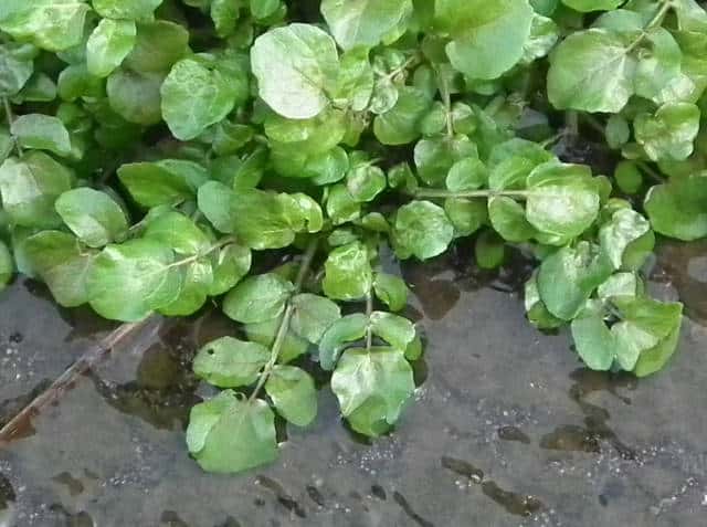 �I�����_�K���V