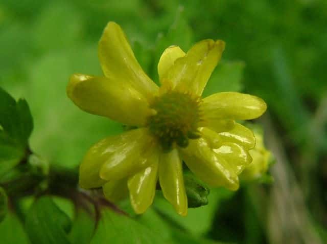 ヤエキツネノボタン