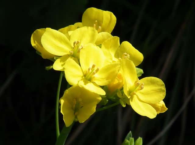 �Z�C���E�A�u���i