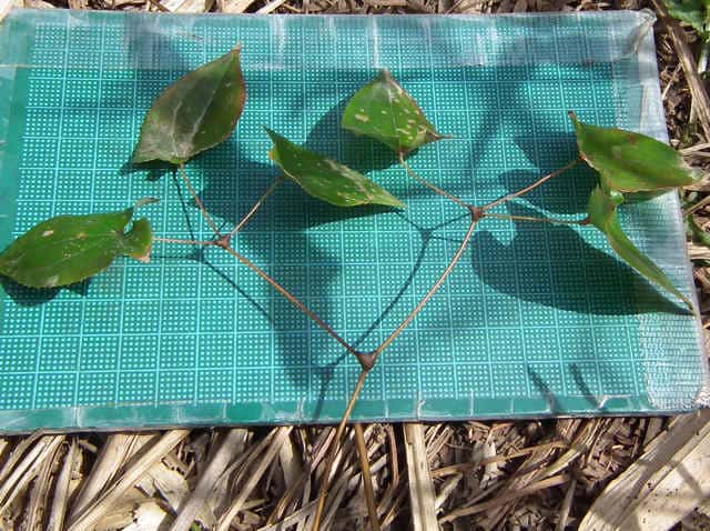 �g�L���C�J���\�E