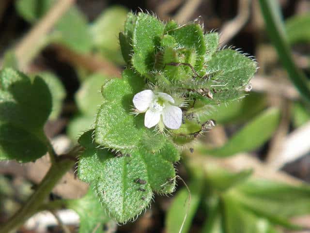 �t���T�o�\�E