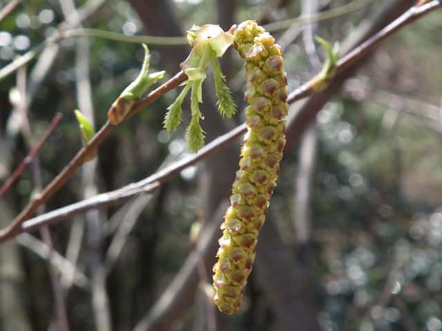 �q�����V���u�V