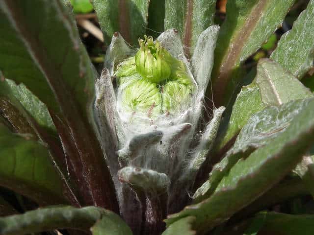 �T���I�O���}