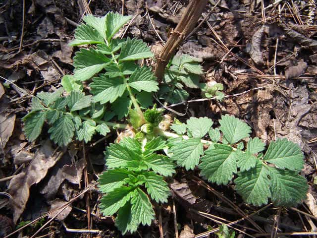 �L���~�Y�q�L