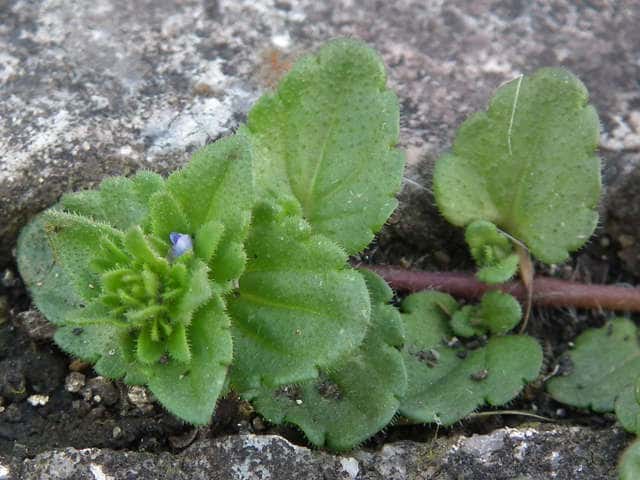 �^�`�C�k�m�t�O��