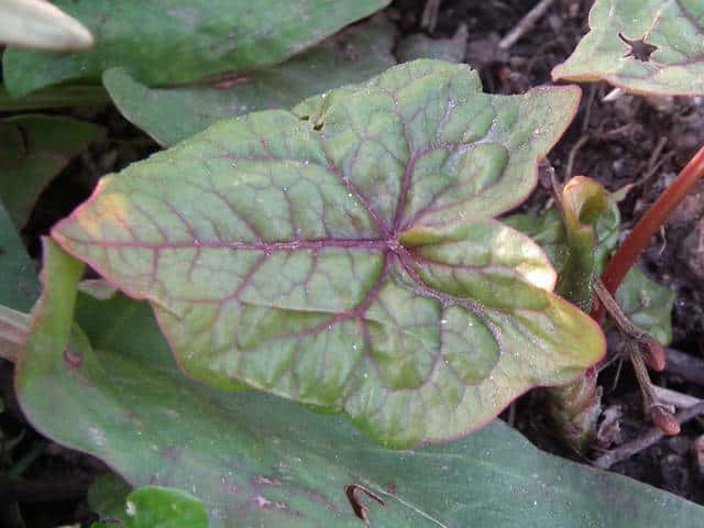 �V���N�`���\�o