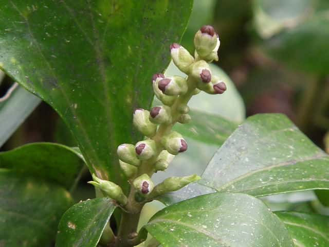 �t�b�L�\�E