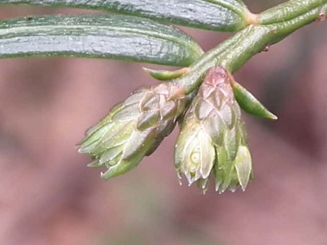 �n�C�C�k�K��