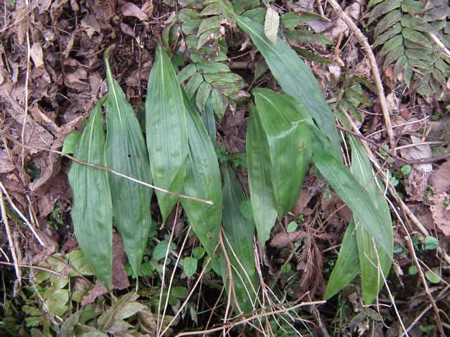 �T�C�n�C����