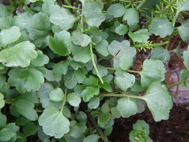 �I�I�P�^�l�c�P�o�i