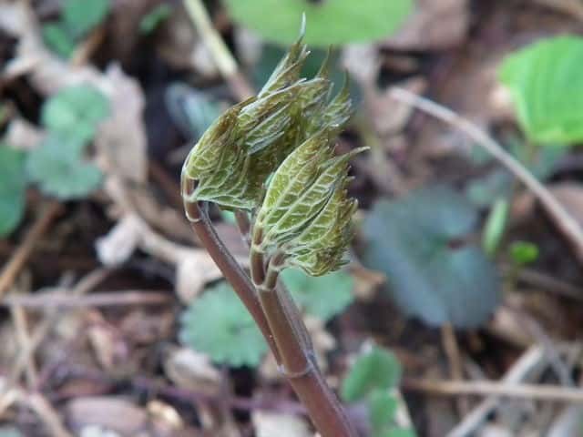 �T���V�i�V���E�}