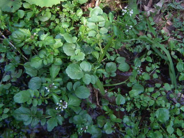 オオバタネツケバナ