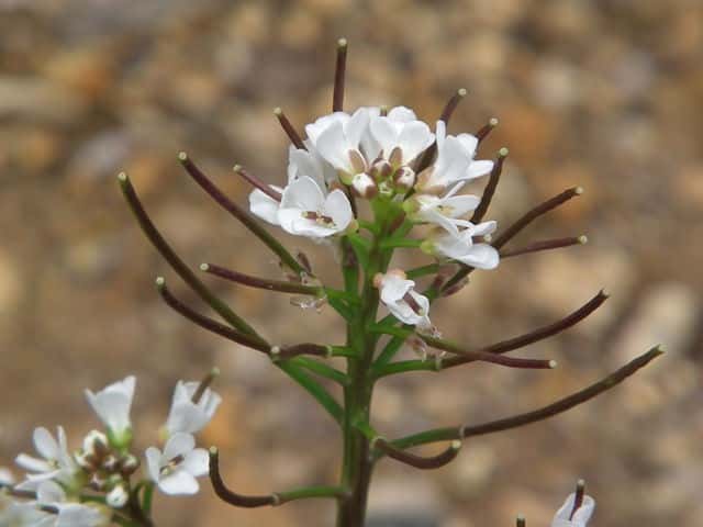 �^�l�c�P�o�i