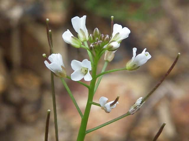 �^�l�c�P�o�i