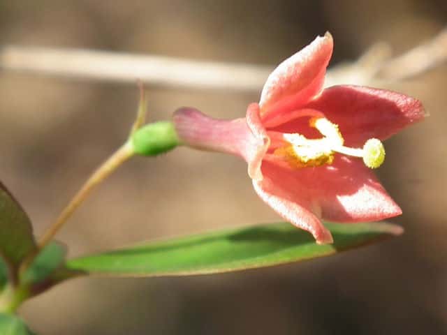 �E�O�C�X�J�O��