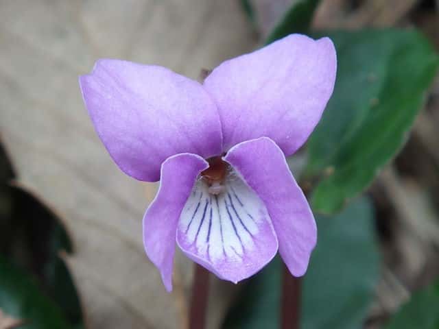 �V�n�C�X�~��