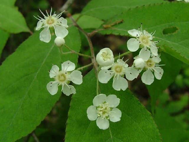 ワタゲカマツカ