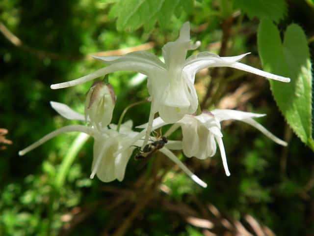 �g�L���C�J���\�E