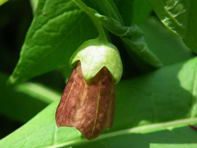 �n�V���h�R��