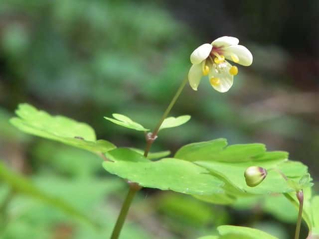 �T���C���V���J�l�\�E