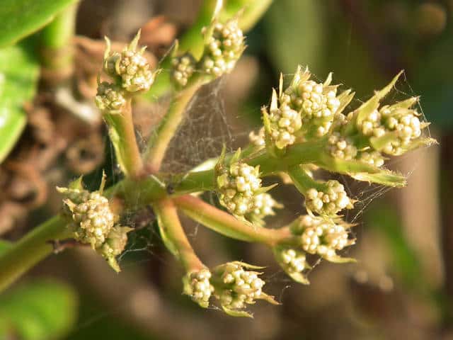 �T���S�W��