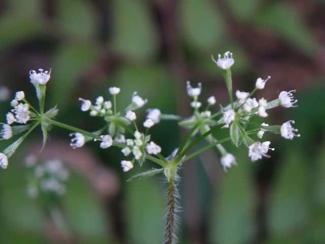 ���u�j���W��