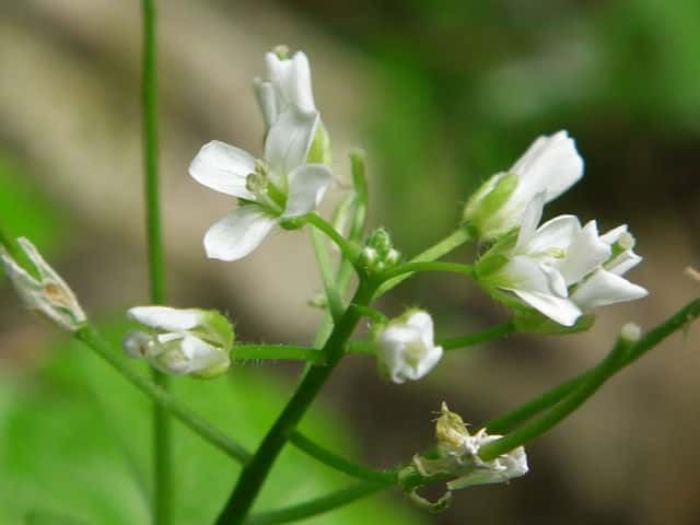 �I�I�P�^�l�c�P�o�i