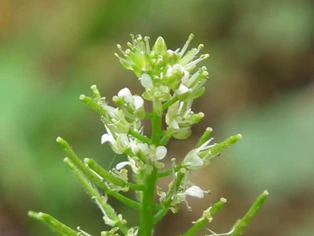 �P�W���j���W��