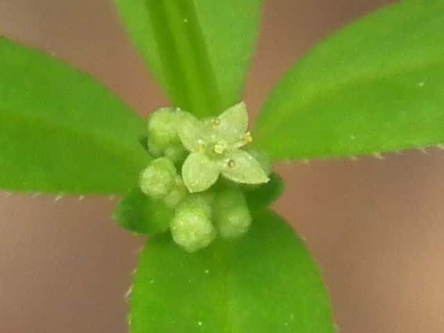 ���c�o���O��