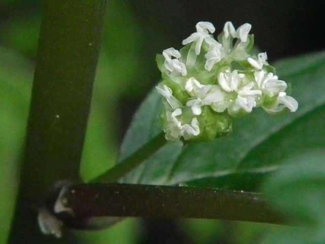 �E���o�~�\�E