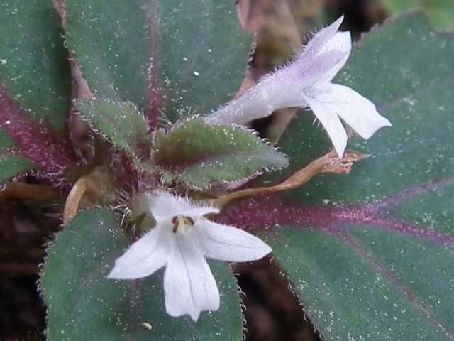 �j�V�L�S����