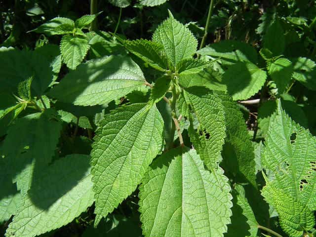 �A�I�J�����V