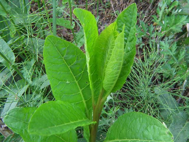 ���E�V�����}�S�{�E