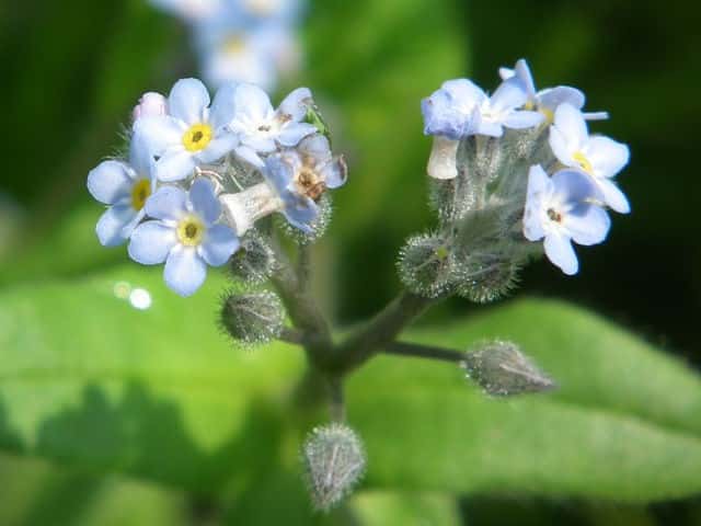 ノハラムラサキ