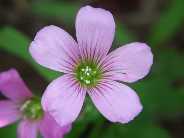 ムラサキカタバミ