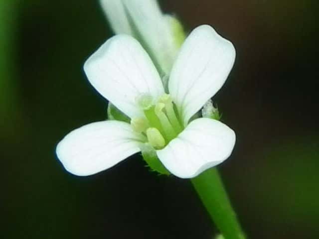 �I�I�P�^�l�c�P�o�i