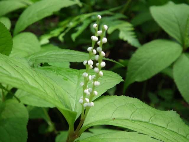 �t�^���V�Y�J