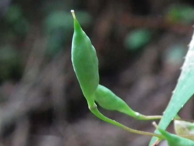 �g�L���C�J���\�E